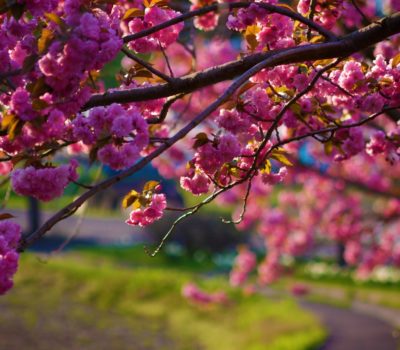 Read more about April Activities